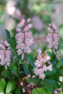 Chipolo Pink Titi Tree - Cliftonia Monophylla - 3 Gallon Pot