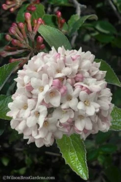 Juddi Fragrant Snowball Viburnum - 2 Gallon Pot