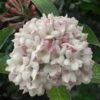 Juddi Fragrant Snowball Viburnum - 3 Gallon Pot