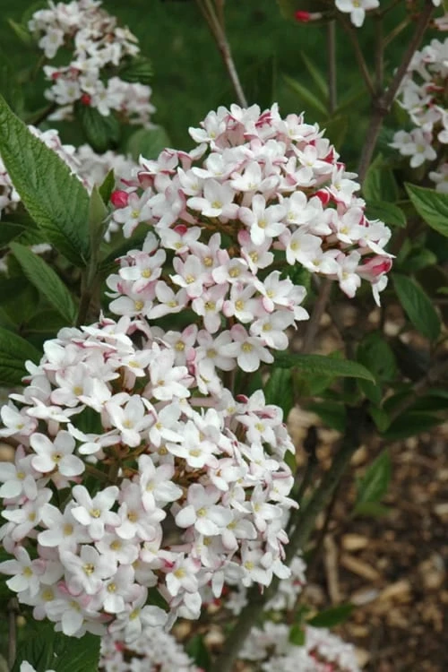 Fragrant Mohawk Viburnum Burkwoodi - 6 Pack Of 1 Gallon Pots - Image 7