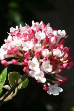 Fragrant Mohawk Viburnum Burkwoodi - 6 Pack Of 1 Gallon Pots