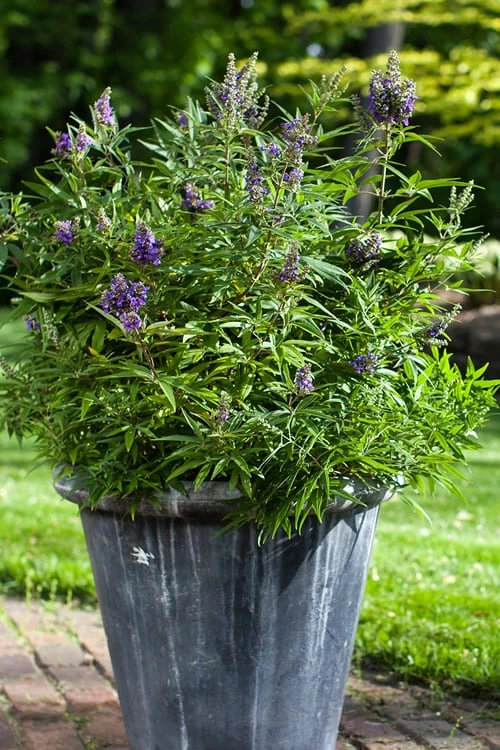 Blue Puffball Chaste Tree (Dwarf) - Vitex - 3 Gallon Pot - Image 4