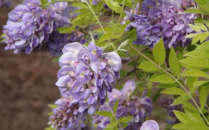 Amethyst Falls Wisteria Vine - 2 Gallon Pot - Image 4