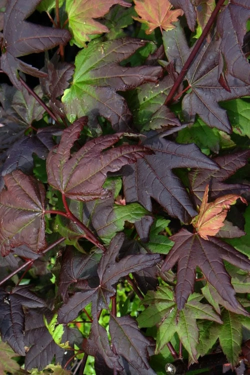 Burgundy Jewel Vine Maple (Acer Circinatum) - 5 Gallon Pot - Image 7