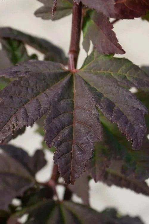 Burgundy Jewel Vine Maple (Acer Circinatum) - 1 Gallon Pot - Image 8