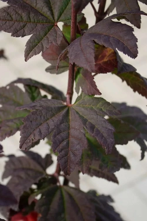 Burgundy Jewel Vine Maple (Acer Circinatum) - 5 Gallon Pot - Image 4