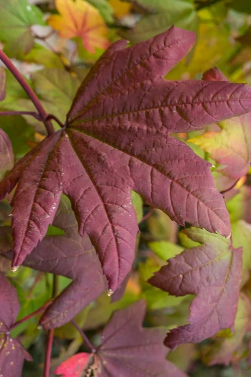 Burgundy Jewel Vine Maple (Acer Circinatum) - 5 Gallon Pot - Image 6