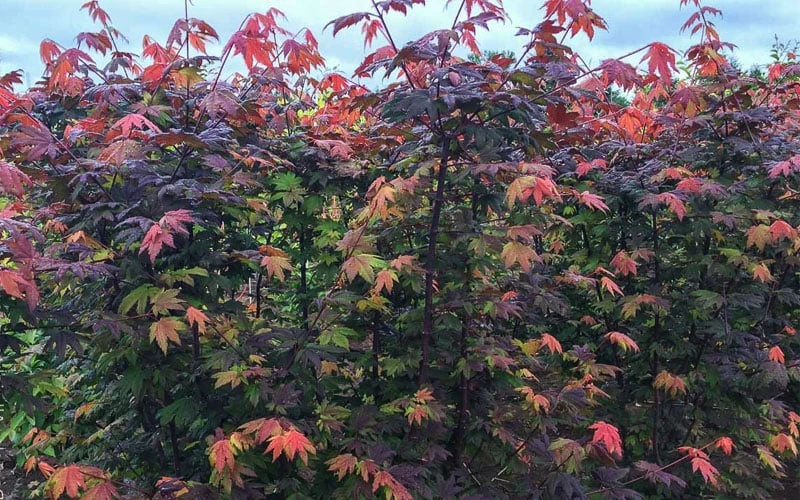 Burgundy Jewel Vine Maple (Acer Circinatum) - 1 Gallon Pot - Image 5