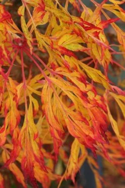 Fairy Lights Full Moon Japanese Maple - 3 Gallon Pot