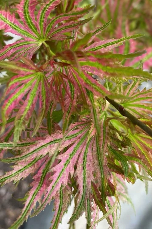 Abigail Rose Japanese Maple - 3 Gallon Pot - Image 4