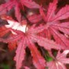 Amagi Shigure Japanese Maple - 3 Gallon Pot