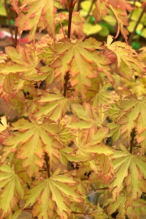 Anne Irene Japanese Maple - 3 Gallon Pot