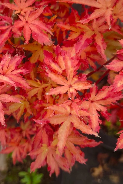 Anne Irene Japanese Maple - 3 Gallon Pot - Image 8