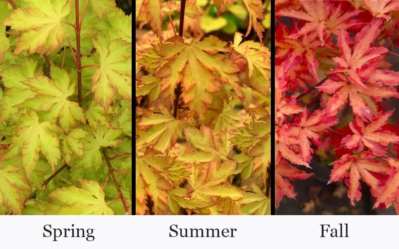 Anne Irene Japanese Maple - 3 Gallon Pot - Image 4