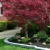 Ribbon Leaf Japanese Maple (Acer Palmatum 'Atrolineare') - 3 Gallon Pot