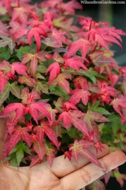 Beni Hime Dwarf Japanese Maple - 3 Gallon Pot
