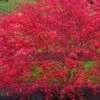 'Beni Maiko' Red Dancing Girl Japanese Maple - 2 Gallon Pot