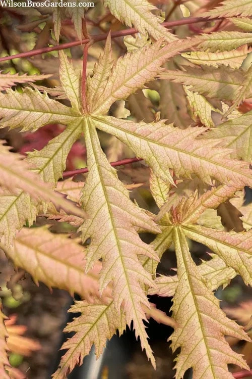 Blonde Beauty Japanese Maple - 3 Gallon Pot