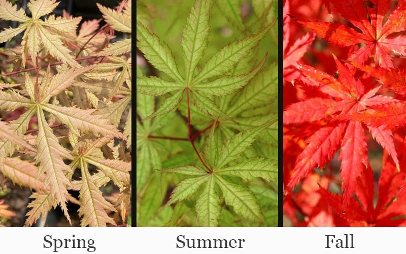 Blonde Beauty Japanese Maple - 3 Gallon Pot - Image 4