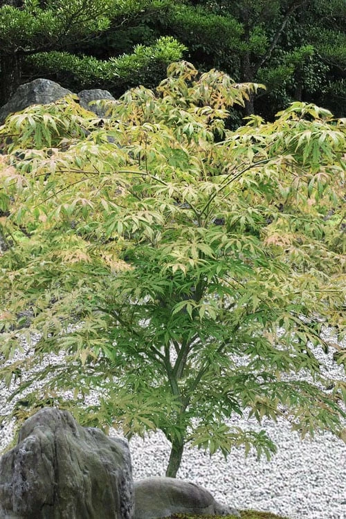 Blonde Beauty Japanese Maple - 3 Gallon Pot - Image 5