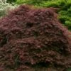 Crimson Queen Dwarf Japanese Maple - 2 Gallon Pot