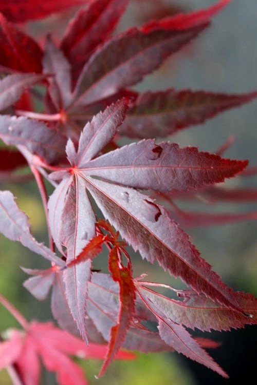 Dragon Tears Japanese Maple - 3 Gallon Pot - Image 5