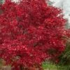 Emperor 1 Japanese Maple - 1 Gallon Pot