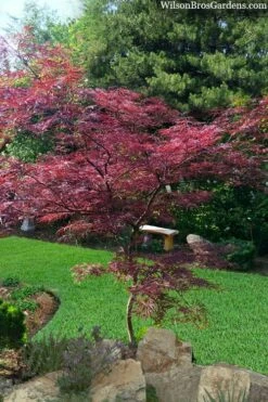 English Lace Japanese Maple - 6 Gallon Pot*B5