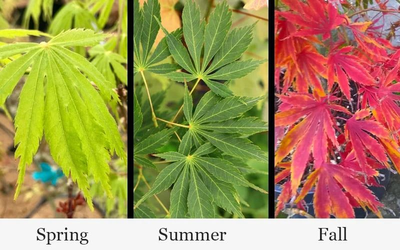 Fascination Japanese Maple - 3 Gallon Pot - Image 5