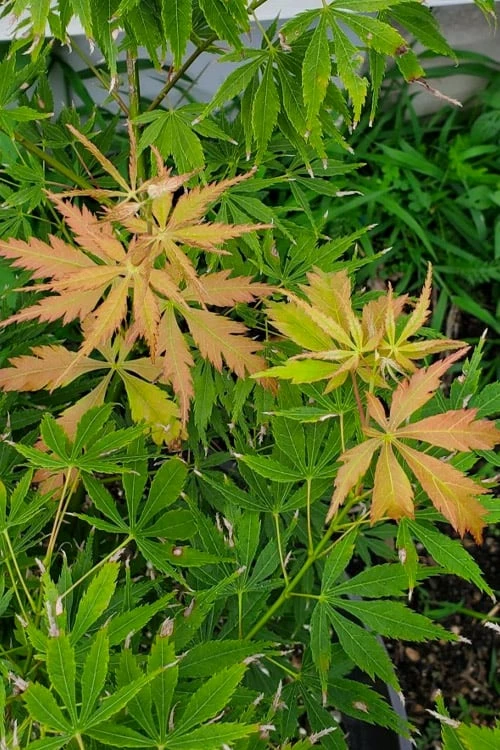 Fascination Japanese Maple - 3 Gallon Pot - Image 6