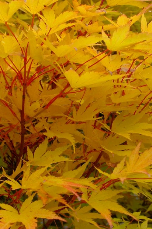 Little Sango' Dwarf Coral Bark Japanese Maple - 5 Gallon Pot - Image 7
