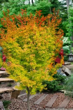 Fjellheim Dwarf Coral Bark Japanese Maple - 3 Gallon Pot