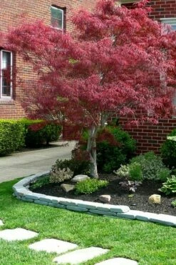 Filifera Purpurea Japanese Maple - 3 Gallon Pot