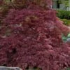 Garnet Laceleaf Japanese Maple - 3 Gallon Pot