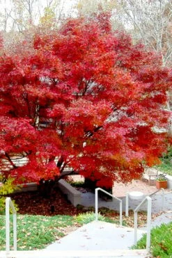Glowing Embers Japanese Maple - 7 Gallon Pot (5-6')
