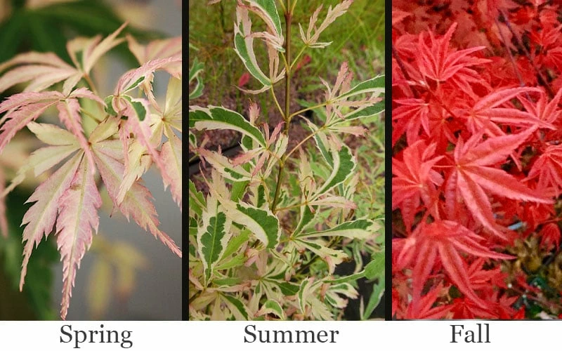 Hana Tsukasa Japanese Maple - 3 Gallon Pot (4-5') - Image 4