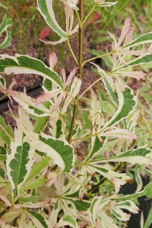 Hana Tsukasa Japanese Maple - 3 Gallon Pot (4-5') - Image 6