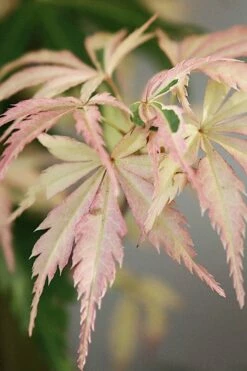 Hana Tsukasa Japanese Maple - 3 Gallon Pot (4-5')