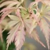 Hana Tsukasa Japanese Maple - 3 Gallon Pot (2-3')