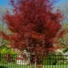 Hubb's Red Willow Japanese Maple - 3 Gallon Pot