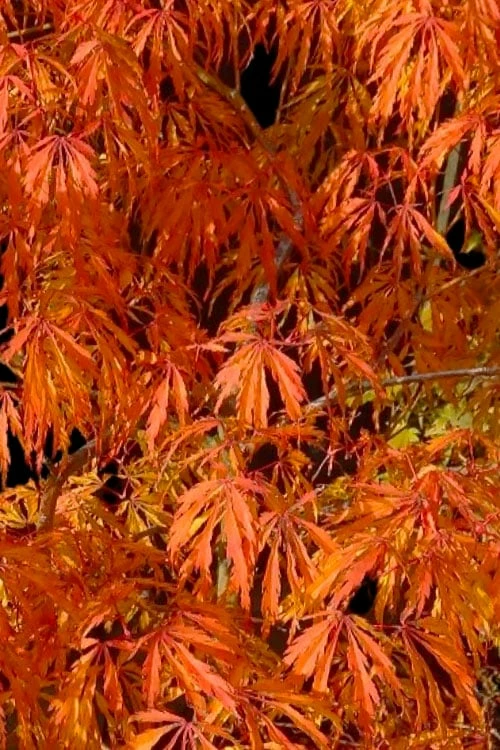 Jeddeloh Orange Japanese Maple - 1 Gallon Pot - Image 5