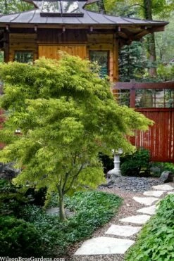 Eagle's Claw Japanese Maple - (Acer Palmatum 'Kamagata') - 3 Gallon Pot