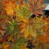Kumoi Nishiki Japanese Full Moon Maple - 2 Gallon Pot