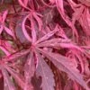 Lileeanne's Jewel Pink Leaf Japanese Maple - 1 Gallon Pot