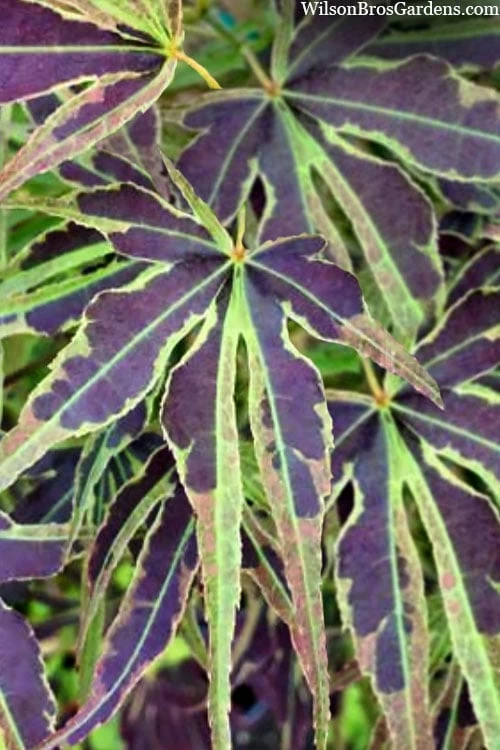 Manyo No Sato Purple Leaf Japanese Maple - 3 Gallon Pot (3-4') - Image 5