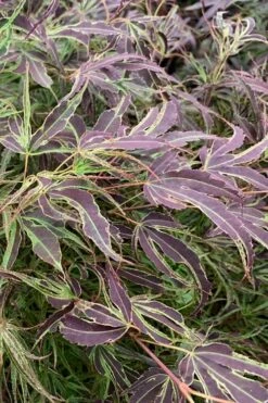 Manyo No Sato Purple Leaf Japanese Maple - 3 Gallon Pot (3-4')