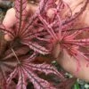 Crescent Moon Japanese Maple (Acer Palmatum 'Mikazuki') - 3 Gallon Pot (5-6')