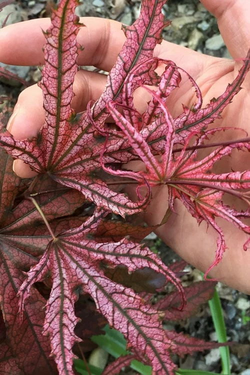 Crescent Moon Japanese Maple (Acer Palmatum 'Mikazuki') - 5 Gallon Pot
