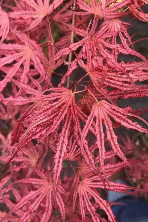 Crescent Moon Japanese Maple (Acer Palmatum 'Mikazuki') - 5 Gallon Pot - Image 8