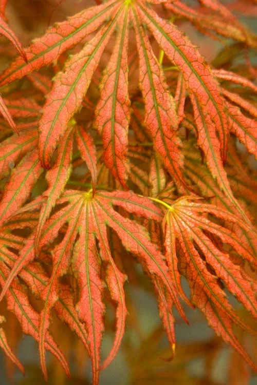 Crescent Moon Japanese Maple (Acer Palmatum 'Mikazuki') - 5 Gallon Pot - Image 7